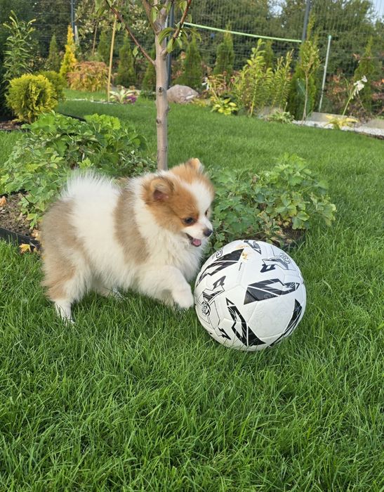 Pomeranian misiu kuleczka ZKwP FCI