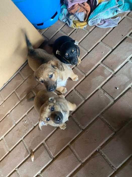 Szczeniaki oddam w dobre ręce!