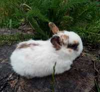 Мини кролик 1 месяц крольчонок клетка кролики домашние ручные крольчат