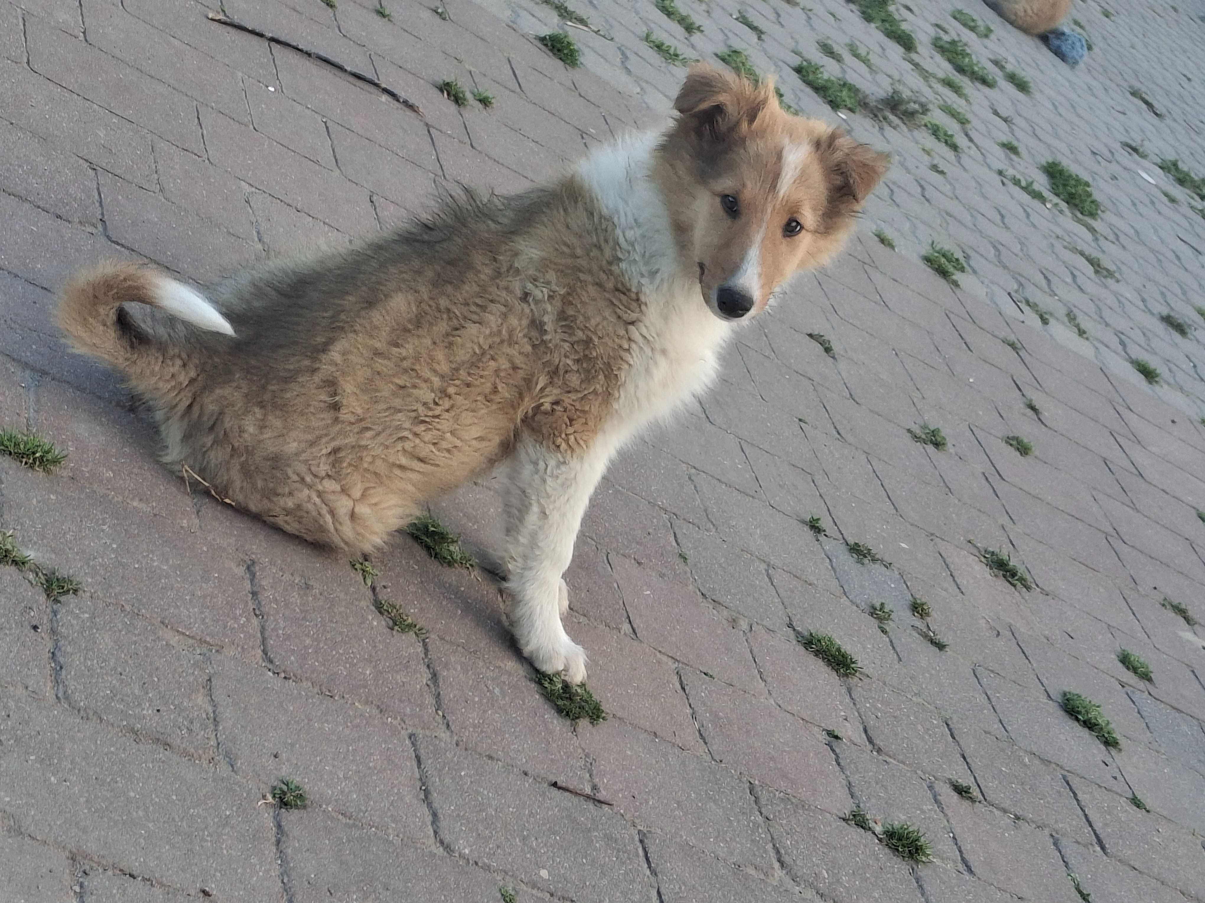 Owczarek szkocki collie