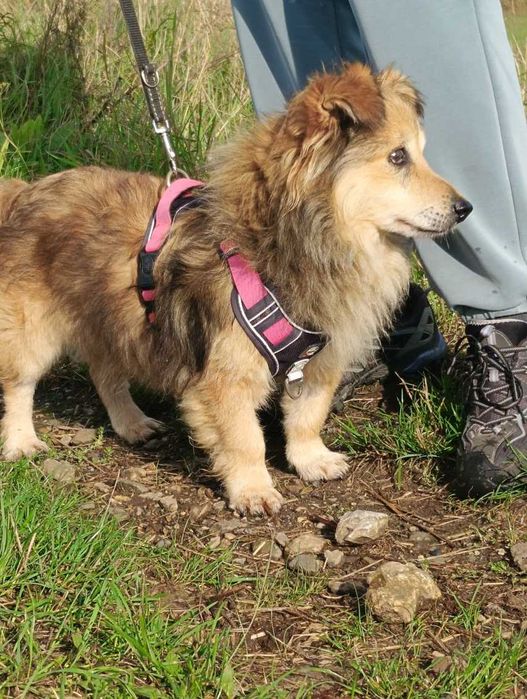 Mały, kudłaty, przesłodki Kapi szuka domu ADOPCJA