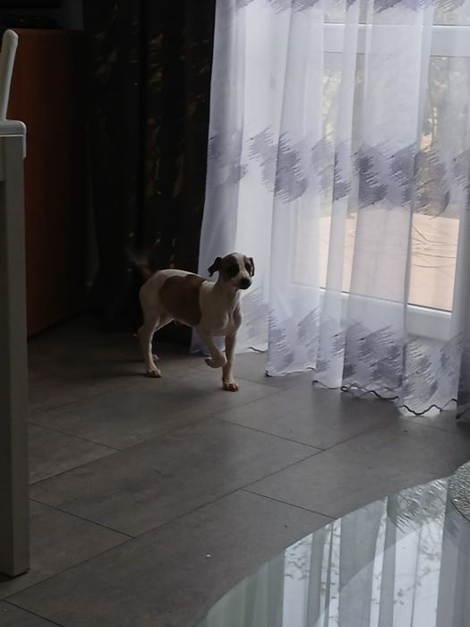 Chart Angielski Whippet śliczny piesek