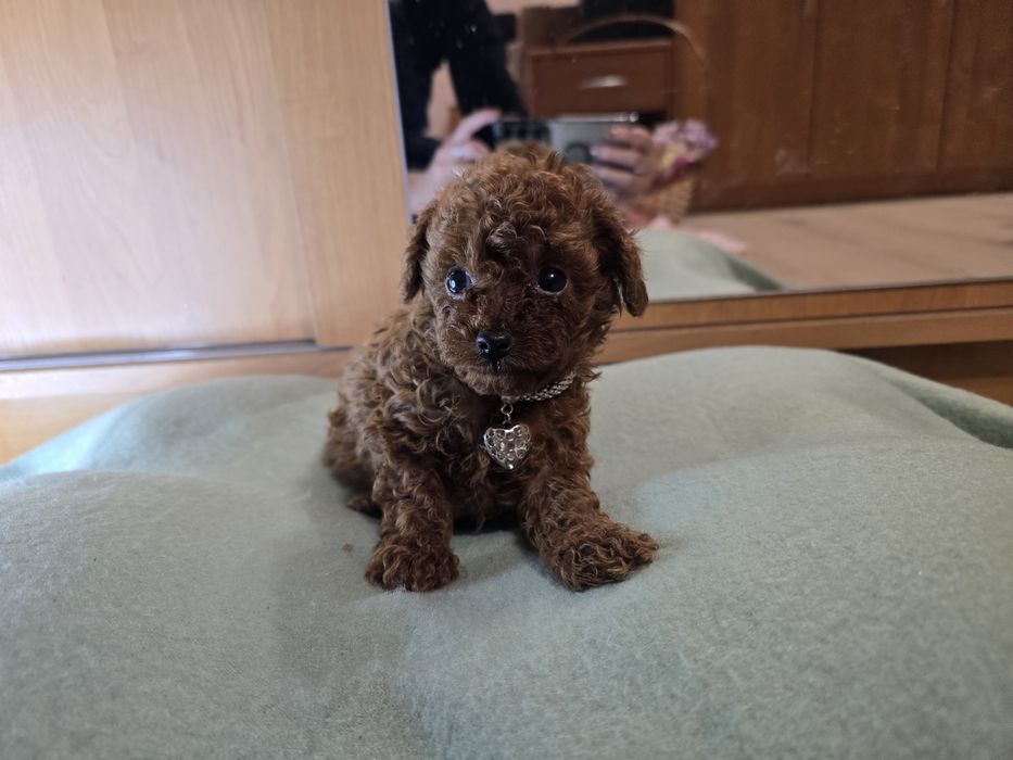 Pudel toy red brown chłopiec chińskie geny