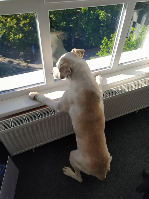 Чемний пес шукає родину