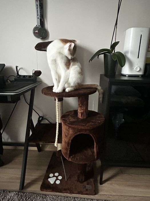 Drapak dla kotow, nieuzywany