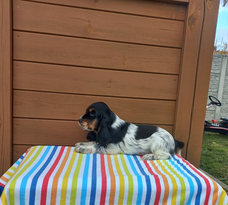 Cocker Spaniel Angielski Suczka Gotowa do odbioru