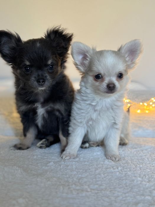 Śliczny długowłosy piesek chihuahua FCI ZkwP