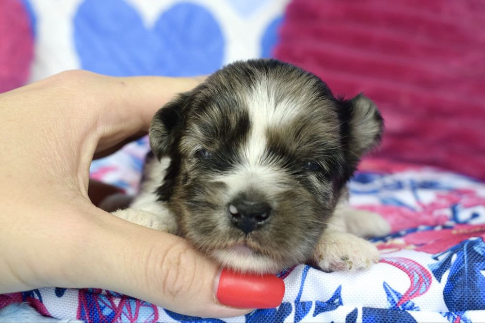 Biewer Terrier Blueberry suczka