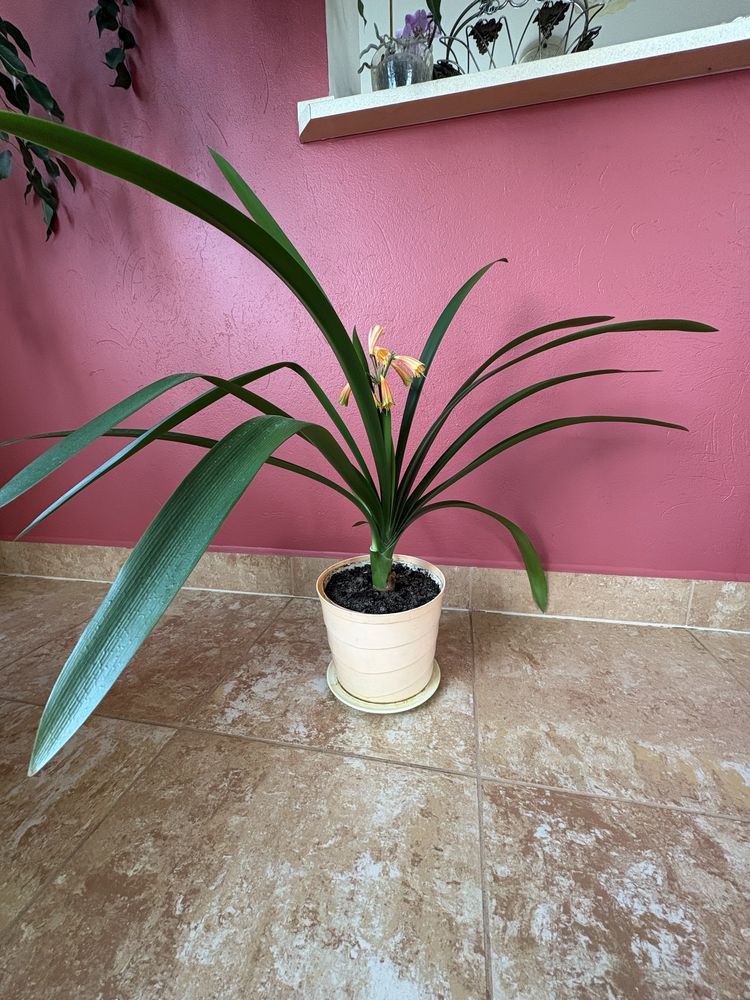 Kliwia szlachetna (Clivia nobilis) Pomarańczowa