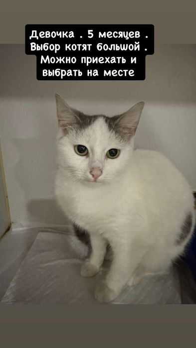 Разные котята бесплатно