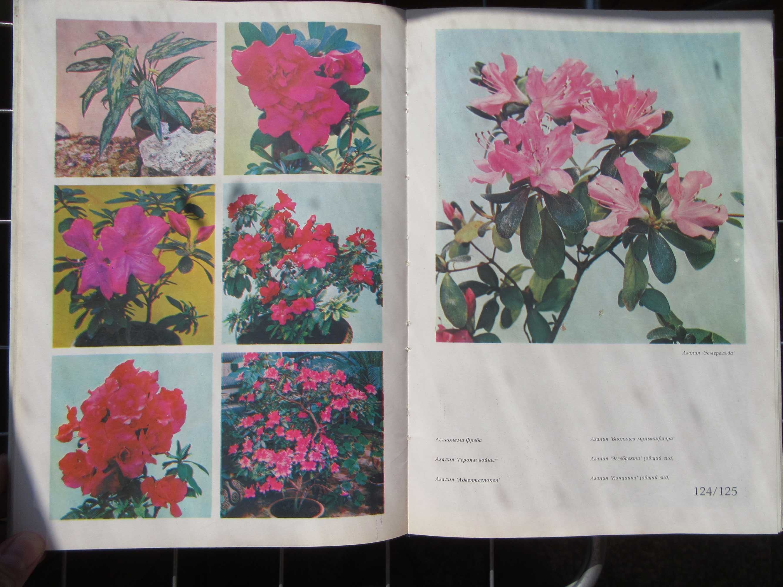 Цветы.Комнатные растения и декоративно-цветущие кустарники.1978 г.