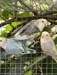 Várias aves 2025