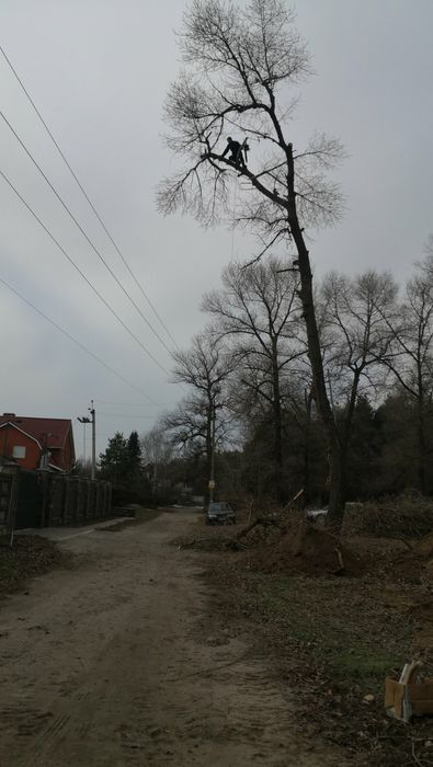 Спил аварийных деревьев без посредников!