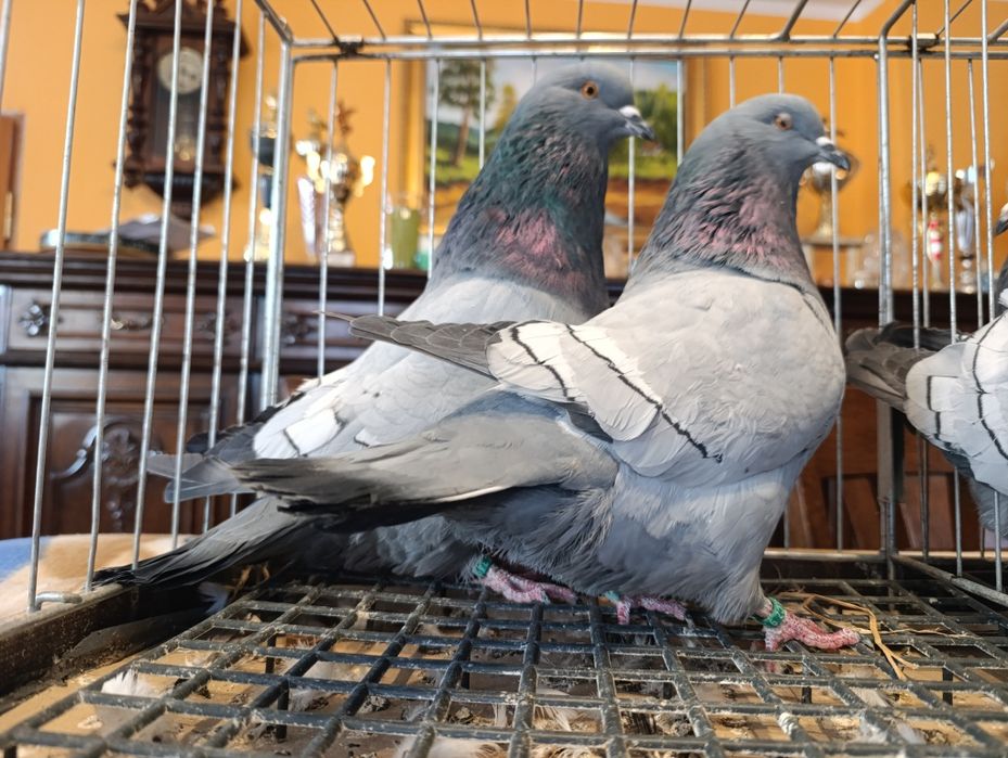 Ryś, rysie na niebieskich pasach i ciemnych lotach, wysyłam, gołębie o