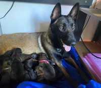 Cachorrinhas x Belga Malinois