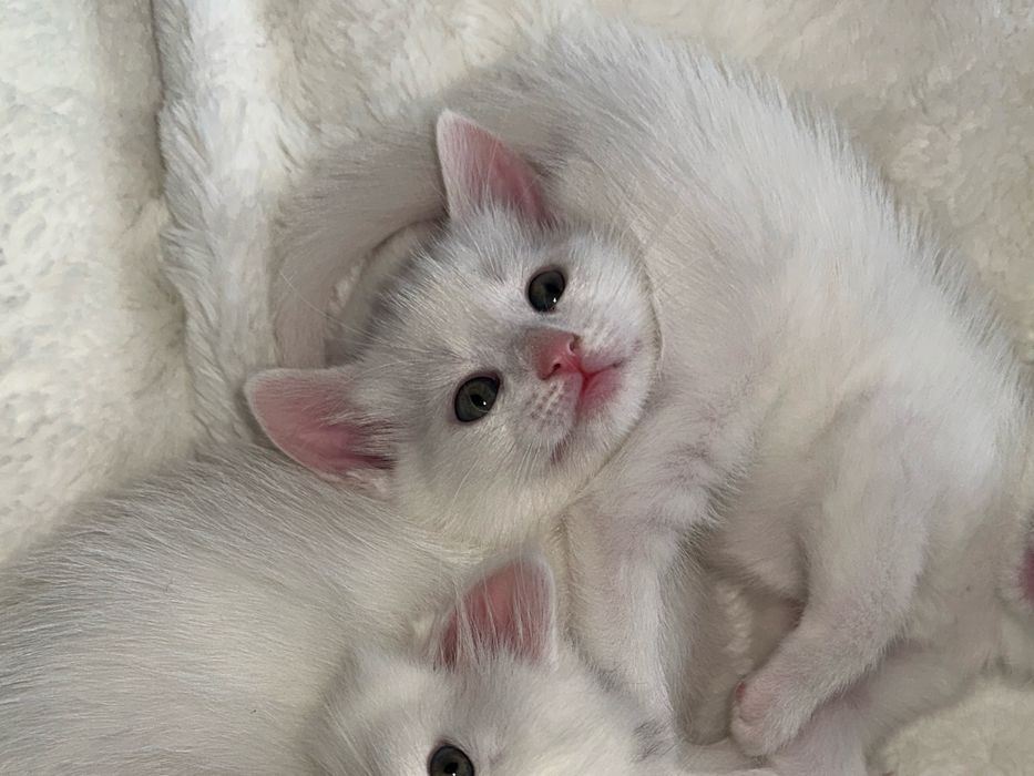 Котенок Турецкой Ангоры