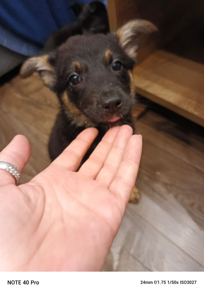 Szczeniaki do adopcji