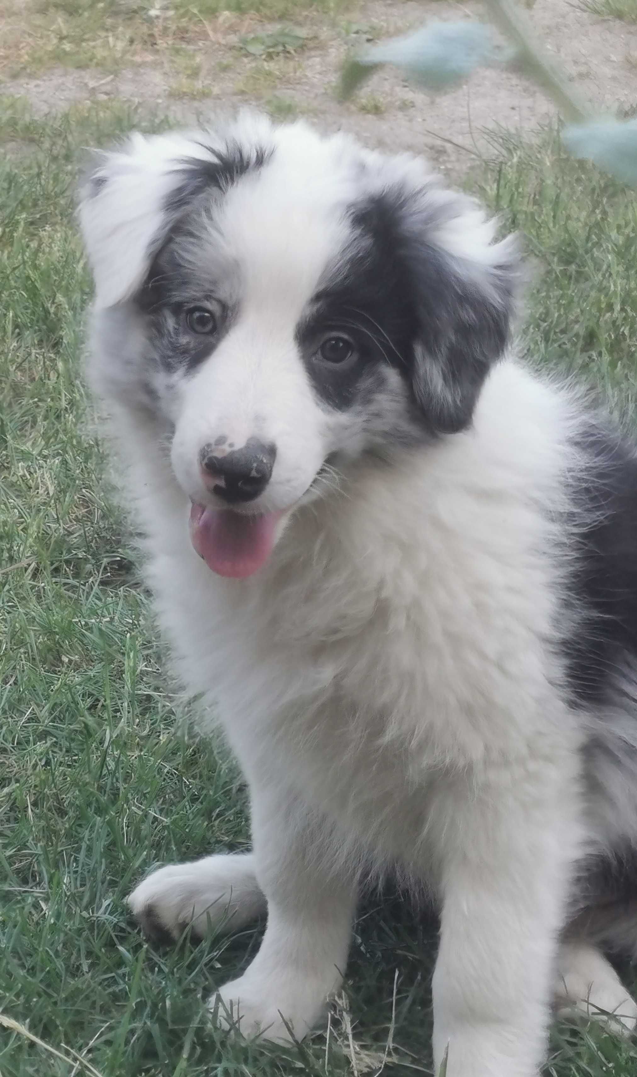 Border collie piesek blue merle