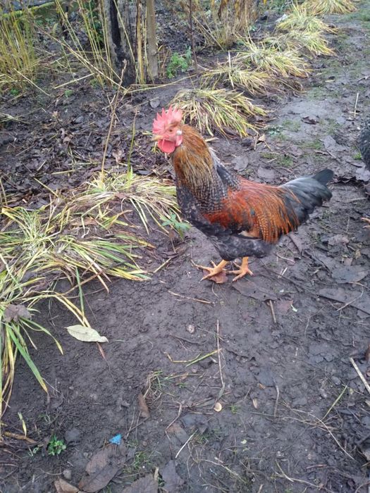 Koguty mlode 7 miesięcy