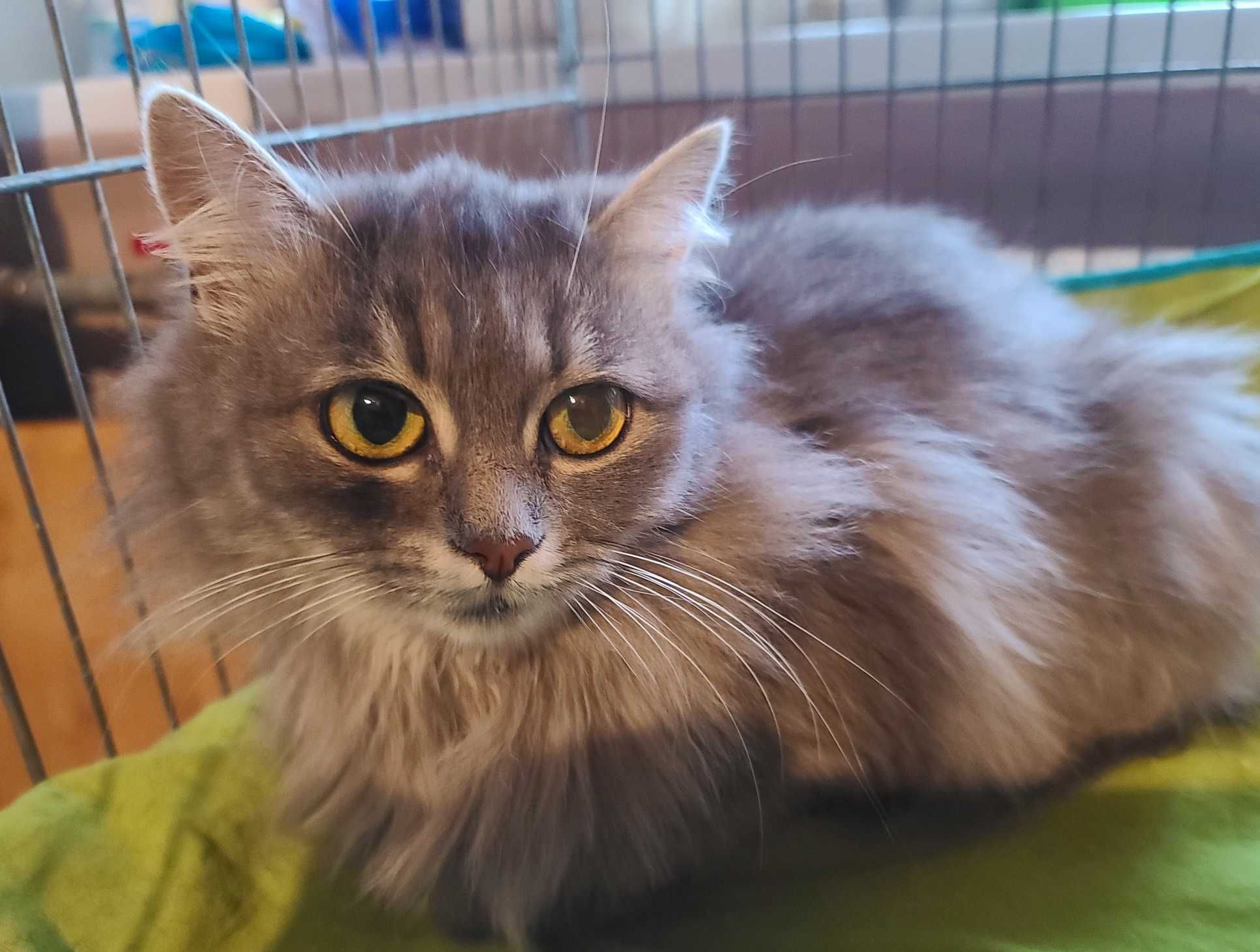 Кішечка неймовірної краси - ласкава Ванеса (10 міс). Стерилізов. Кошка