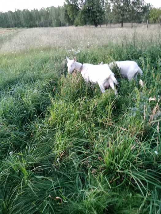 Коза(1.5роки) її козеня(6місяців)