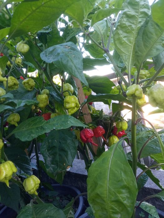 Malaguetas originais Carolina reaper , a mais picante do mundo