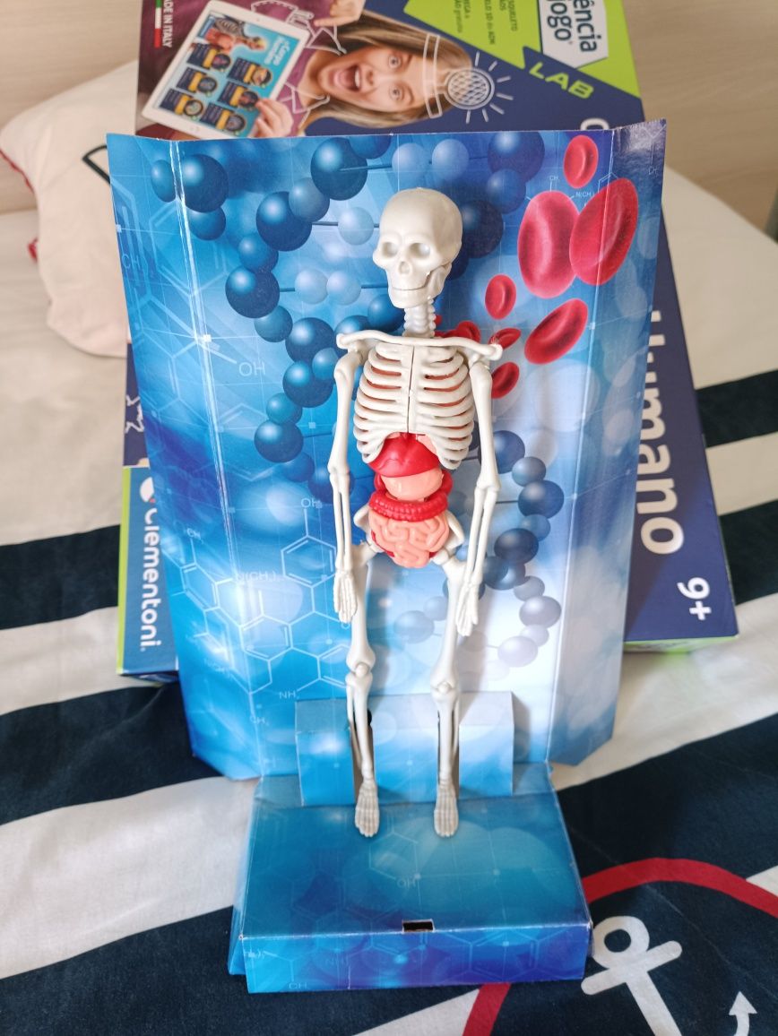 O Corpo Humano - esqueleto