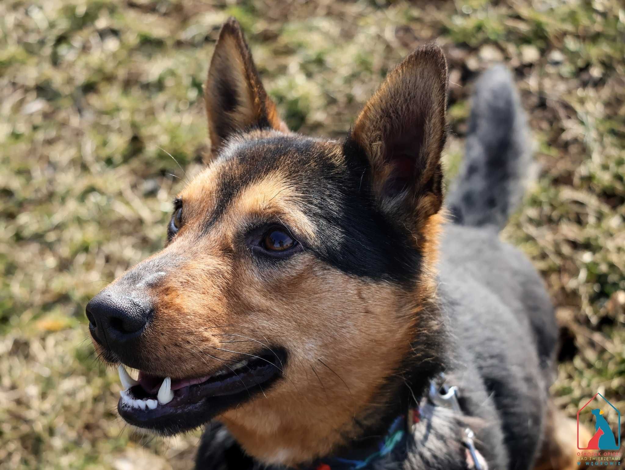 MŁODY, 13 kg, wesoły i towarzyski, lubi bawić się piłką, kocha ludzi