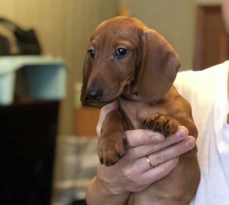 Мальчики и девочки карликовой таксы