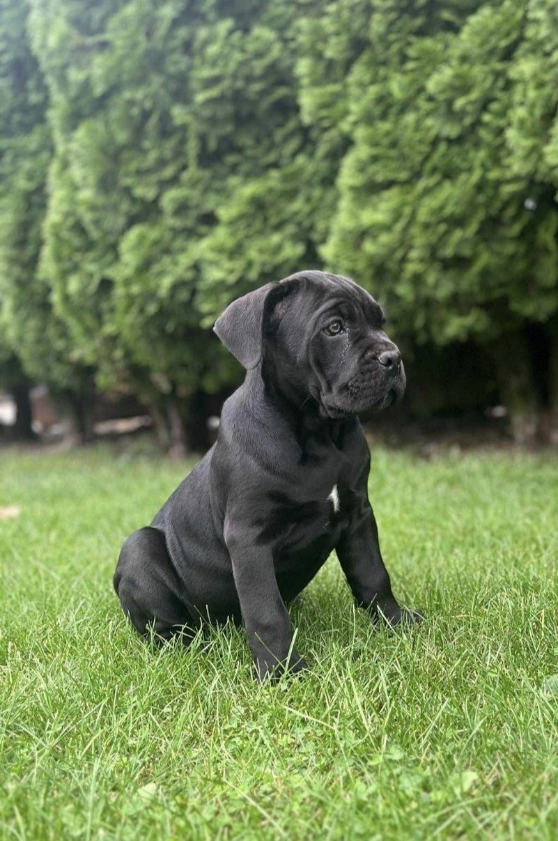 Cane Corso mocny pies