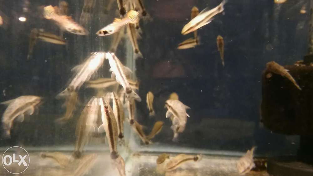 Otosek przyujściowy (Otocinclus affinis)