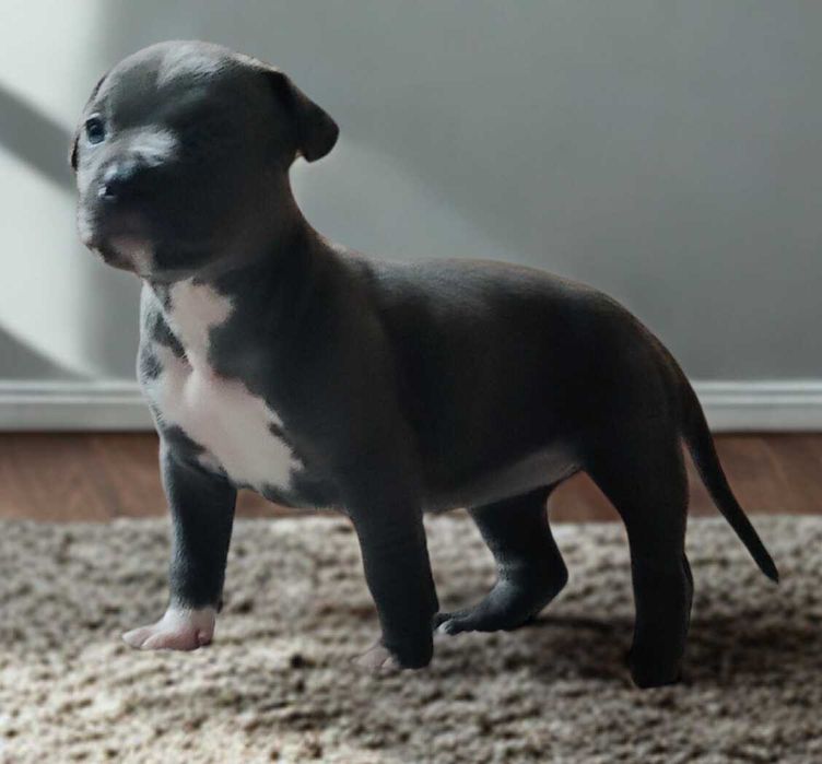 American Staffordshire Terrier - hodowla Błękitny z Kujaw - SUCZKA 1