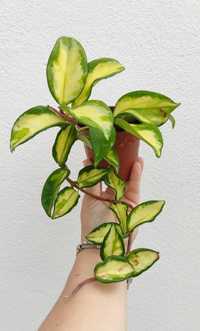 Hoya krimson Princess - flor de cera