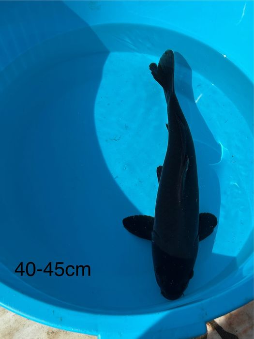 Carpas Koi Chagoi 20-55cm - PROMOCAO BLACK FRIDAY