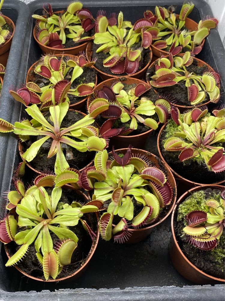 У продажу Венерина мухоловка / Dionaea muscipula