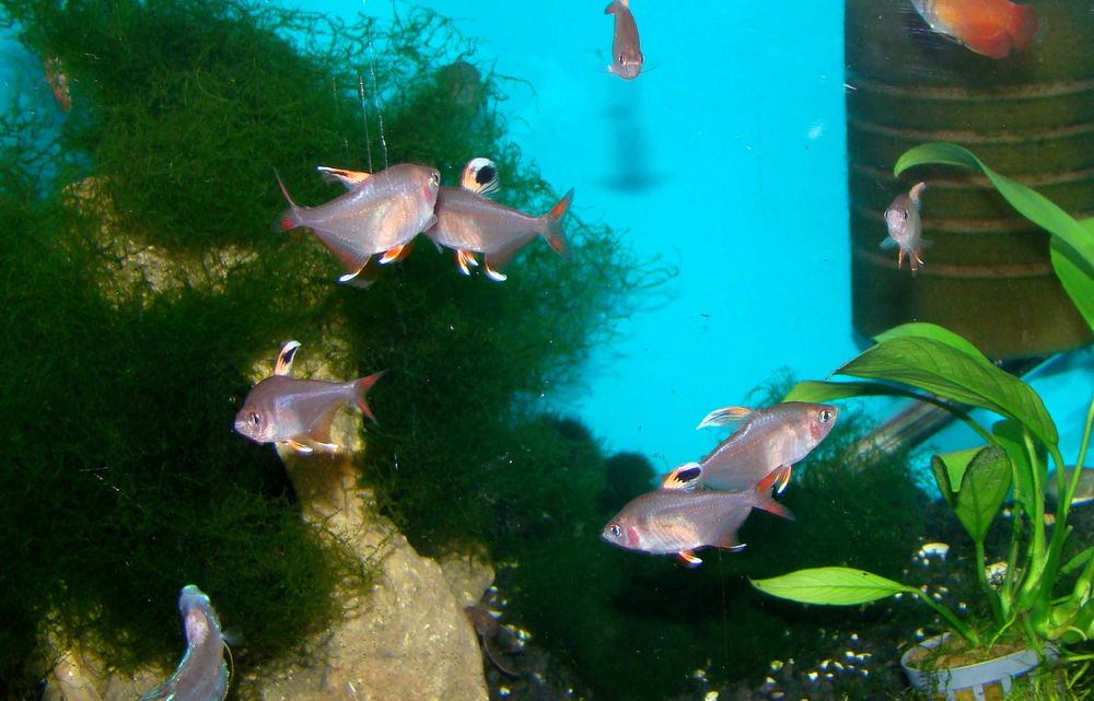 Bystrzyk ozdobny white fin