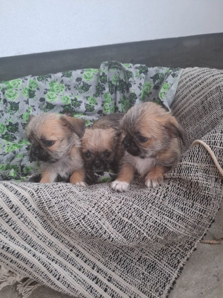 szczeniaki shih tzu Chihuahua