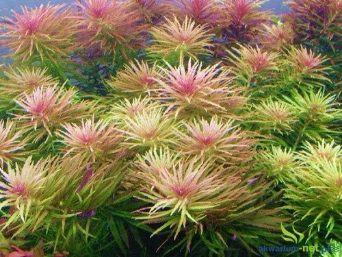Roślina akwariowa Limnophila aromatica