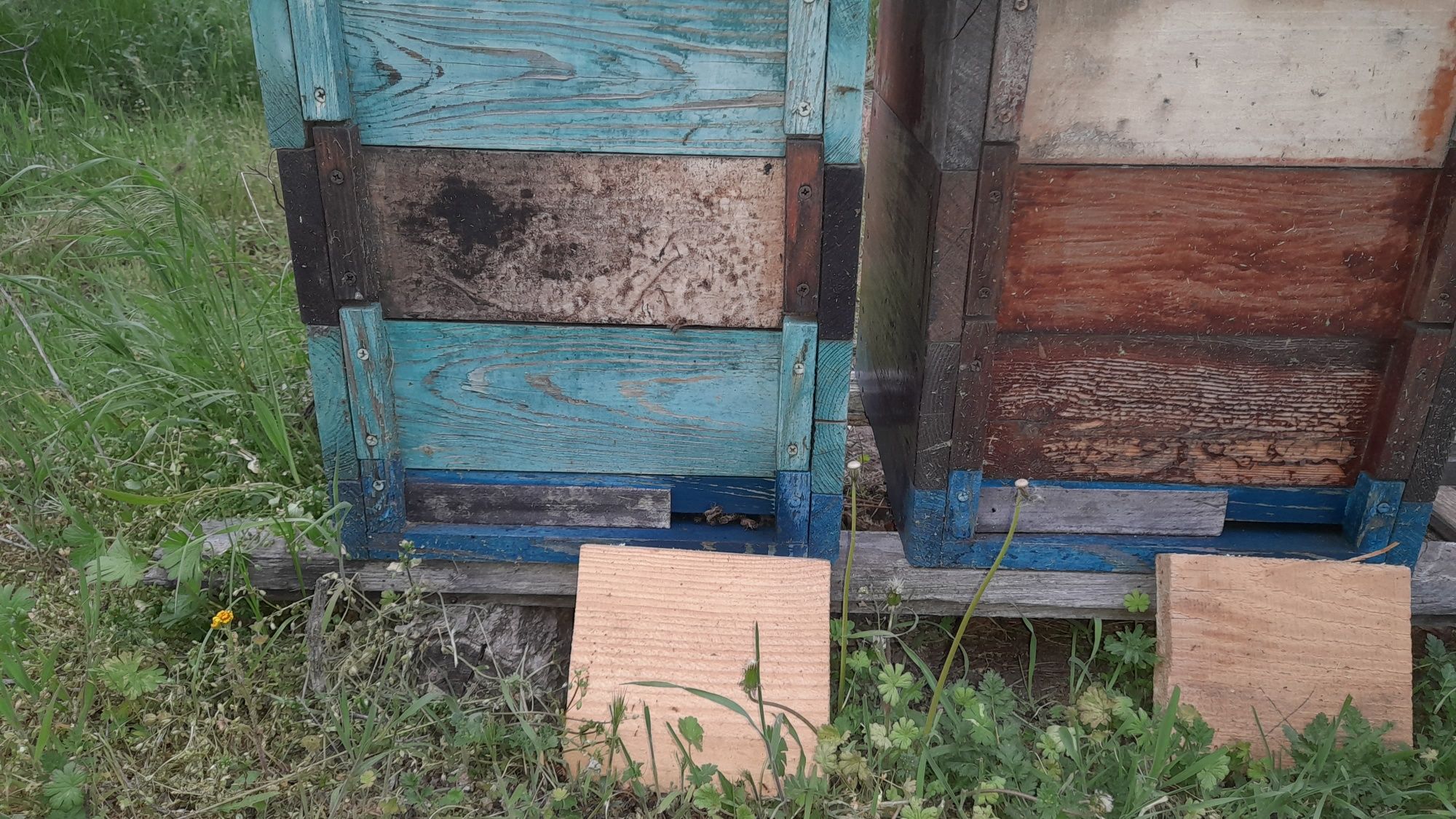 Вулики альпійські