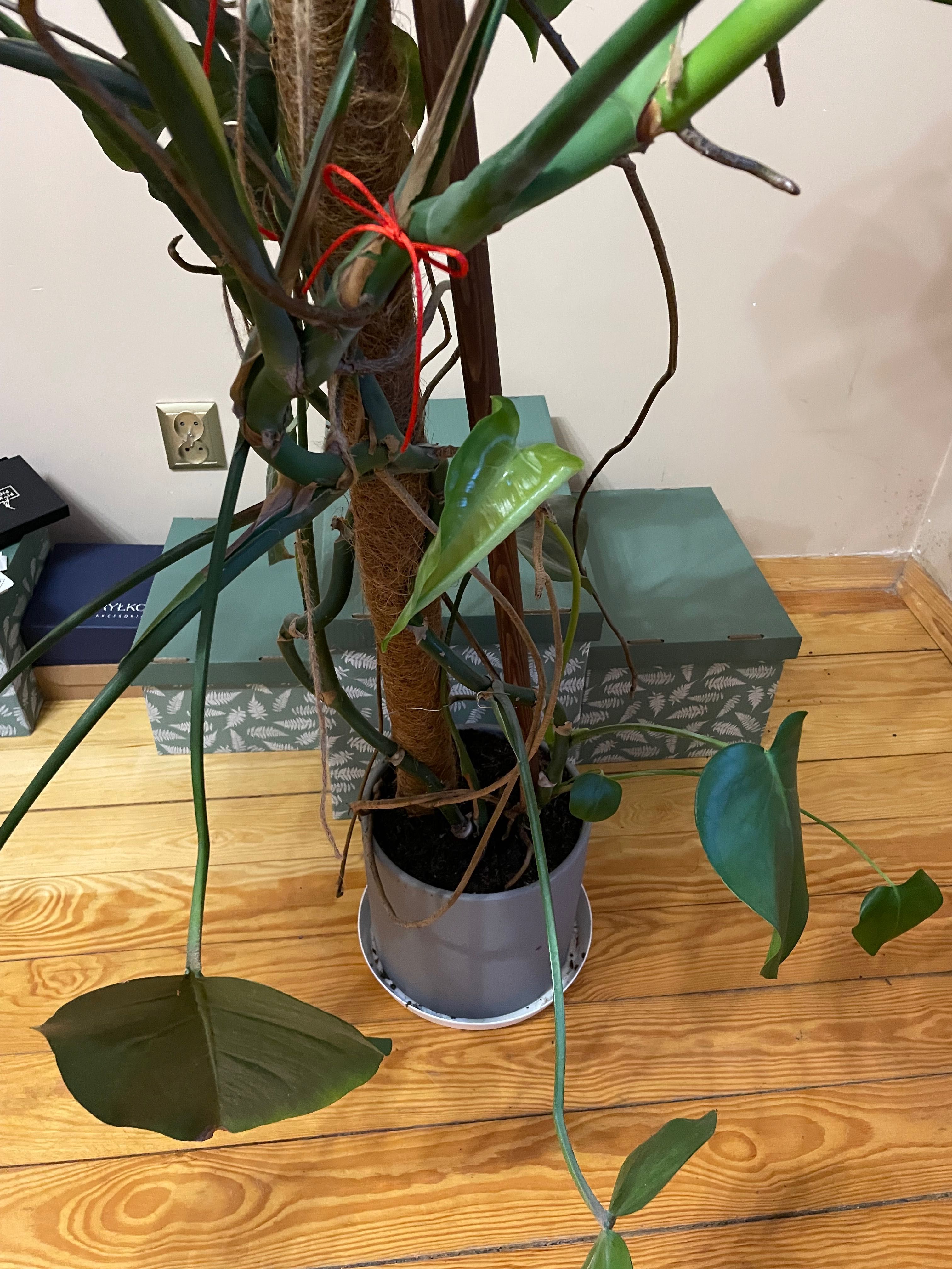 Duża monstera w doniczce