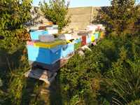 Odkłady odkład pszczele pszczoły ramka wielkopolska silne
