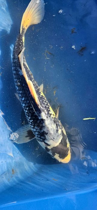 Karp koi .karpik .japonia ryby