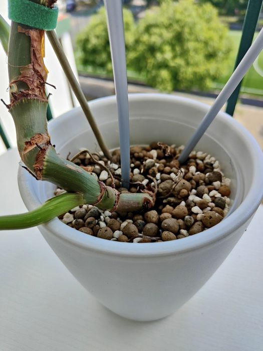 Philodendron McDowell // planta rara interior