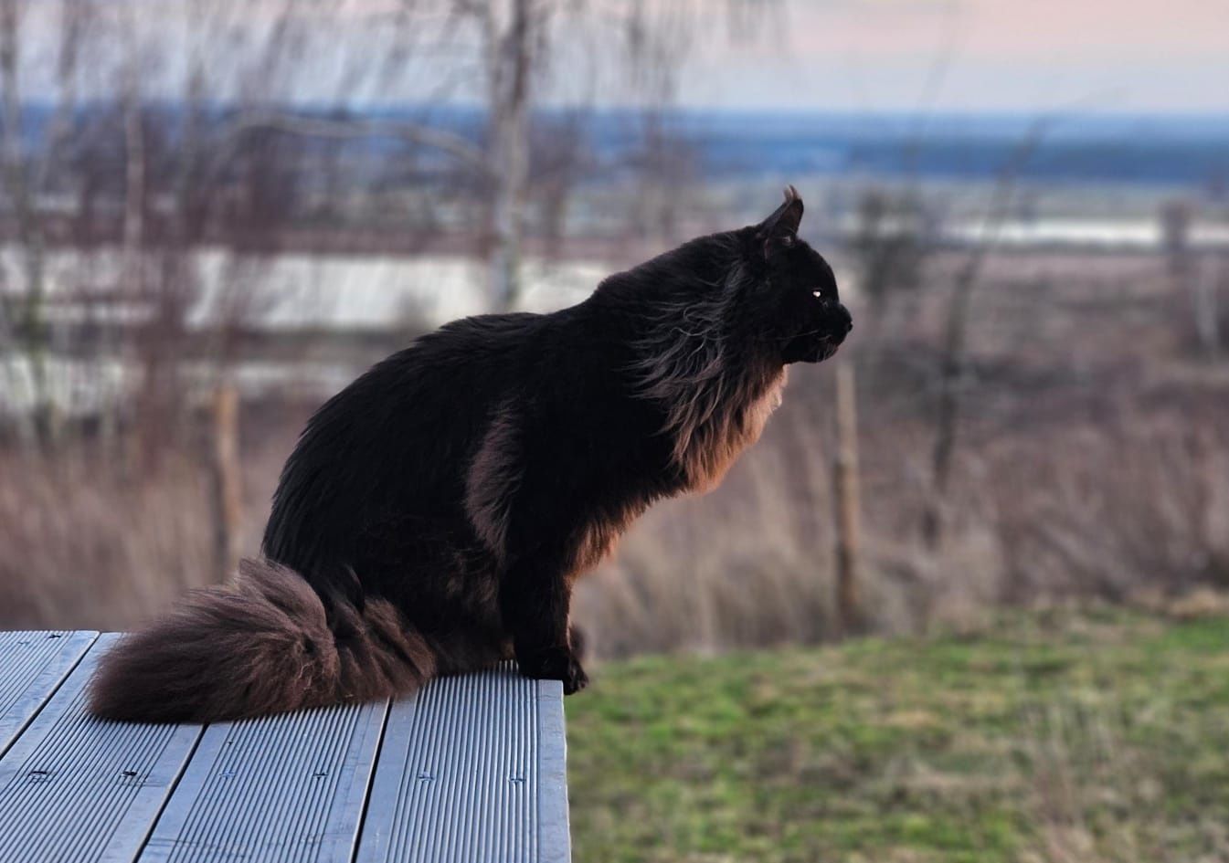 Rudy, największy z miotu Maine Coon/ hodowla