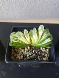 Haworthia truncata lime green variegata