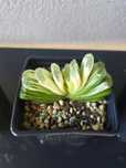 Haworthia truncata lime green variegata