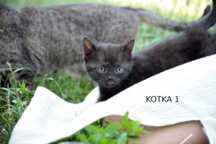 oddam małe koty kocięta