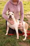 Towarzyska suczka w typie bulla poleca sie do adopcji