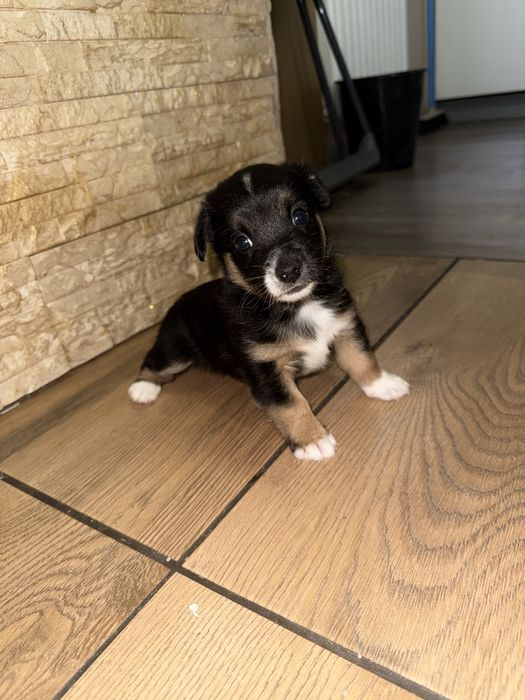 Oddam pieski za darmo