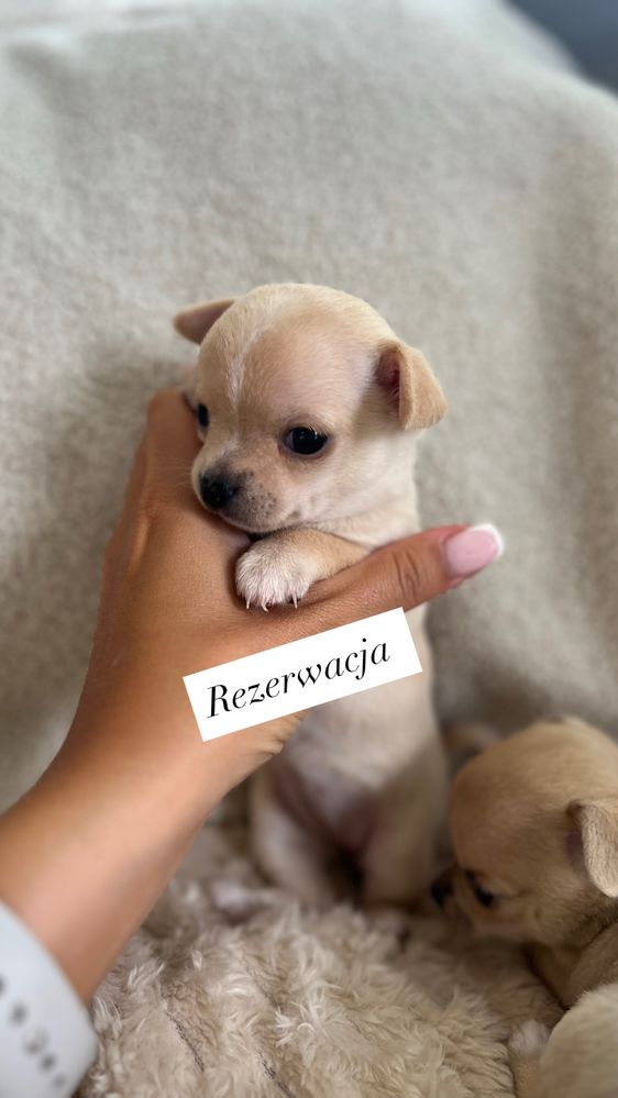 Suczka chihuahua